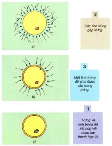 Khoa học lớp 5 Bài 4: Cơ thể chúng ta được hình thành như thế nào?