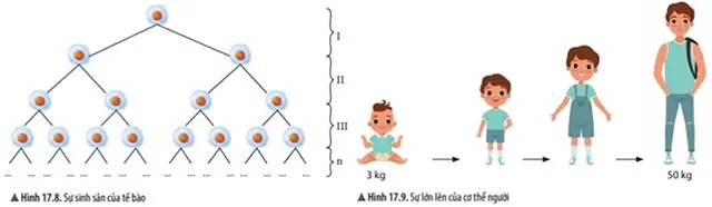 KHTN Lớp 6 Bài 17: Tế bào