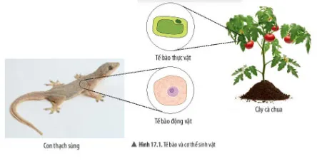 KHTN Lớp 6 Bài 17: Tế bào