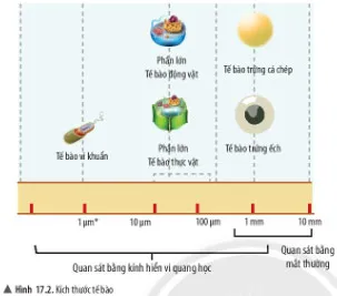 KHTN Lớp 6 Bài 17: Tế bào