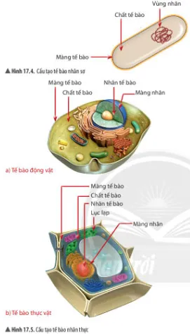 KHTN Lớp 6 Bài 17: Tế bào