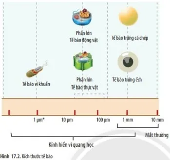 KHTN Lớp 6 Bài 17: Tế bào