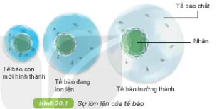 KHTN Lớp 6 Bài 20: Sự lớn lên và sinh sản của tế bào