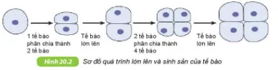 KHTN Lớp 6 Bài 20: Sự lớn lên và sinh sản của tế bào