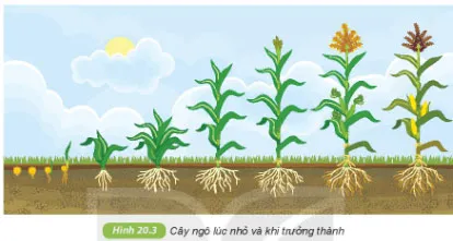 KHTN Lớp 6 Bài 20: Sự lớn lên và sinh sản của tế bào