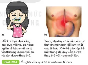 KHTN Lớp 6 Bài 20: Sự lớn lên và sinh sản của tế bào