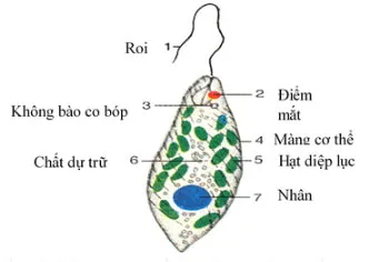 KHTN Lớp 6 Bài 21: Thực hành quan sát sinh vật