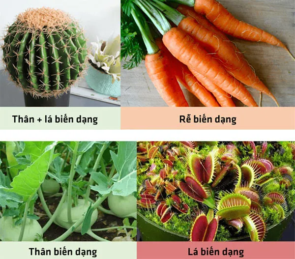 KHTN Lớp 6 Bài 21: Thực hành quan sát sinh vật