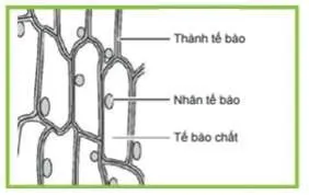 KHTN Lớp 6 Bài 21: Thực hành: Quan sát và phân biệt một số loại tế bào