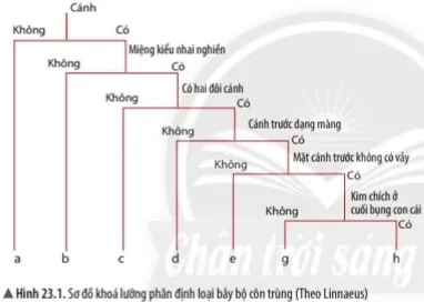 KHTN Lớp 6 Bài 23: Thực hành xây dựng khóa lưỡng phân