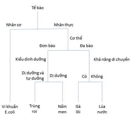 KHTN Lớp 6 Bài 23: Thực hành xây dựng khóa lưỡng phân