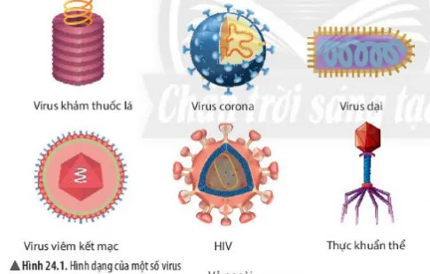 KHTN Lớp 6 Bài 24: Virus