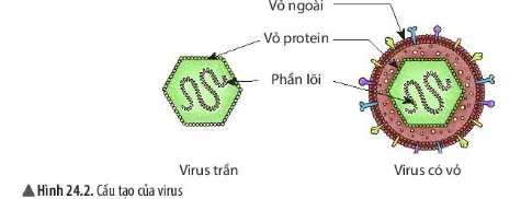 KHTN Lớp 6 Bài 24: Virus