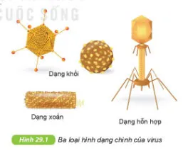 KHTN Lớp 6 Bài 29: Virus