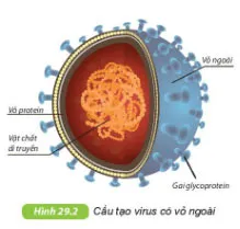 KHTN Lớp 6 Bài 29: Virus