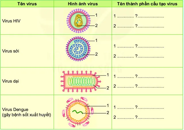 KHTN Lớp 6 Bài 29: Virus