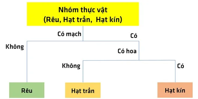 KHTN Lớp 6 Bài 30: Thực hành phân loại thực vật