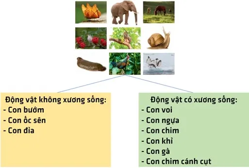 KHTN Lớp 6 Bài 31: Động vật