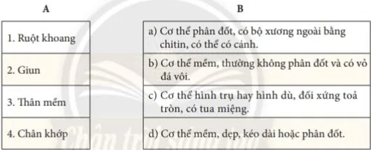 KHTN Lớp 6 Bài 31: Động vật