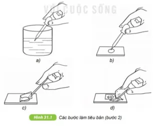 KHTN Lớp 6 Bài 31: Thực hành quan sát nguyên sinh vật