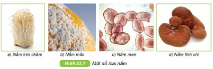 KHTN Lớp 6 Bài 32: Nấm