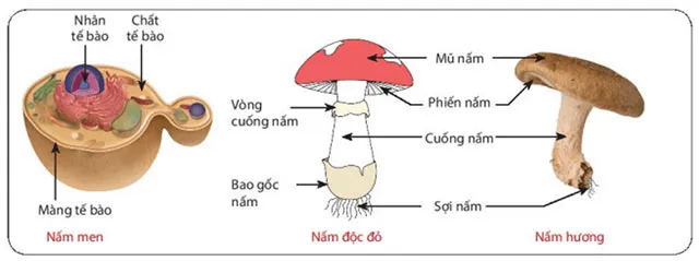 KHTN Lớp 6 Bài 32: Nấm