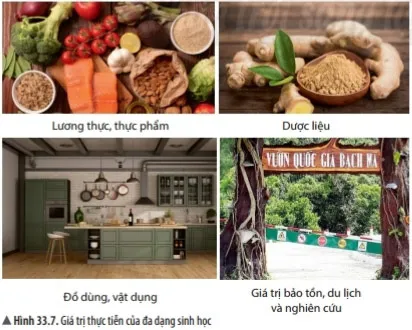 KHTN Lớp 6 Bài 33: Đa dạng sinh học