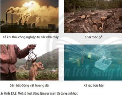 KHTN Lớp 6 Bài 33: Đa dạng sinh học