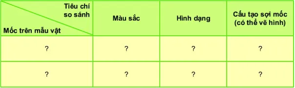 KHTN Lớp 6 Bài 33: Thực hành: Quan sát các loại nấm