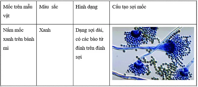 KHTN Lớp 6 Bài 33: Thực hành: Quan sát các loại nấm