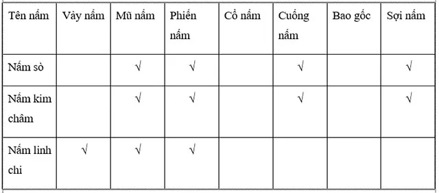 KHTN Lớp 6 Bài 33: Thực hành: Quan sát các loại nấm