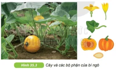 KHTN Lớp 6 Bài 35: Thực hành: Quan sát và phân biệt một số nhóm thực vật