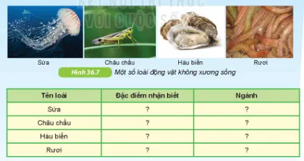 KHTN Lớp 6 Bài 36: Động vật