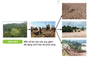 KHTN Lớp 6 Bài 38: Đa dạng sinh học