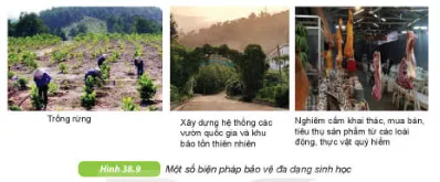 KHTN Lớp 6 Bài 38: Đa dạng sinh học