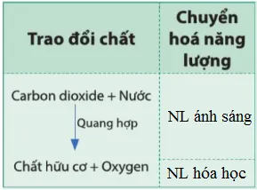 KHTN Lớp 7 Bài 18: Quang hợp ở thực vật