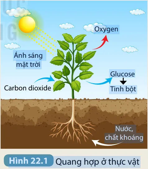 KHTN Lớp 7 Bài 22: Quang hợp ở thực vật
