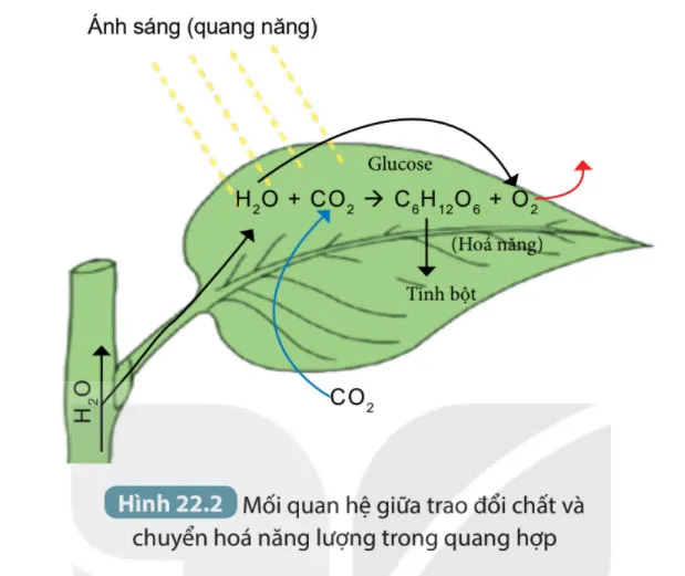 KHTN Lớp 7 Bài 22: Quang hợp ở thực vật