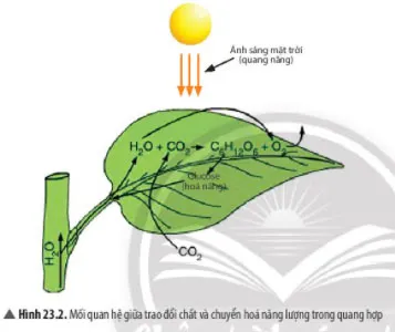 KHTN Lớp 7 Bài 23: Quang hợp ở thực vật