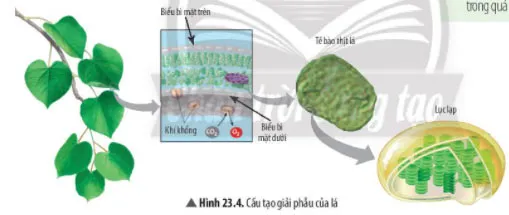 KHTN Lớp 7 Bài 23: Quang hợp ở thực vật