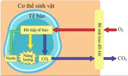 KHTN Lớp 7 Bài 23: Trao đổi khí ở sinh vật