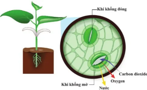 KHTN Lớp 7 Bài 23: Trao đổi khí ở sinh vật