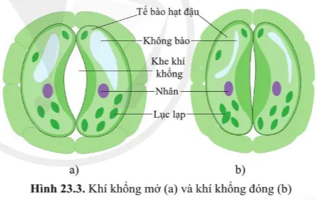 KHTN Lớp 7 Bài 23: Trao đổi khí ở sinh vật