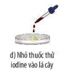 KHTN Lớp 7 Bài 24: Thực hành chứng minh quang hợp ở cây xanh