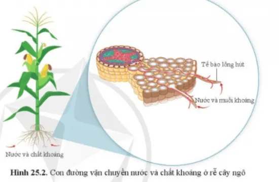 KHTN Lớp 7 Bài 25: Trao đổi nước và các chất dinh dưỡng ở thực vật