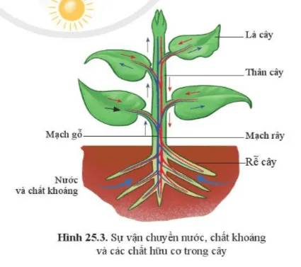 KHTN Lớp 7 Bài 25: Trao đổi nước và các chất dinh dưỡng ở thực vật