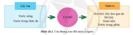 KHTN Lớp 7 Bài 26: Trao đổi nước và các chất dinh dưỡng ở động vật