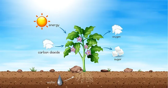 KHTN Lớp 7 Bài 27: Thực hành: Hô hấp ở thực vật