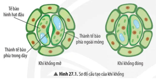 KHTN Lớp 7 Bài 27: Trao đổi khí ở sinh vật