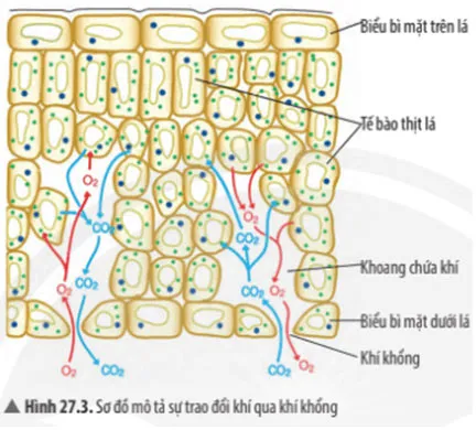 KHTN Lớp 7 Bài 27: Trao đổi khí ở sinh vật